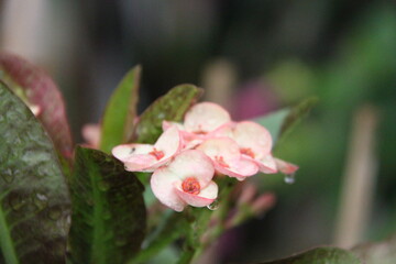 Euphorbia milii crown of thorns flower in the garden