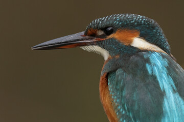 Portrait of an juvenile or adult female common kingfisher (alcedo atthis)