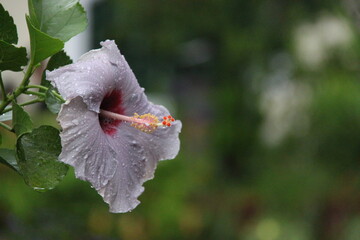 Hibiscus flower with raindrops on the petals.