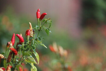 Chili pepper plants in the garden, closeup of photo.