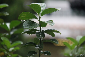 Water droplets on the leaves of a bush in the garden.