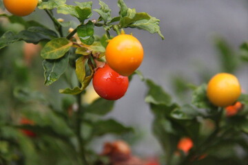 Red and yellow cherry tomatoes on a branch in the garden
