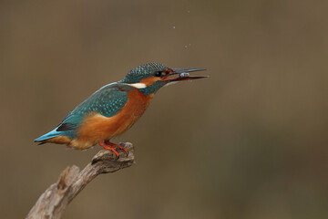  juvenile or adult female common kingfisher (alcedo atthis) carrying a small fish in its beak