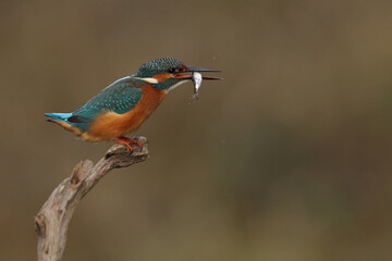 Juvenile or adult female common kingfisher (alcedo atthis) carrying a small fish in its beak