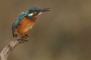 Juvenile or adult female common kingfisher (alcedo atthis) shacking itself