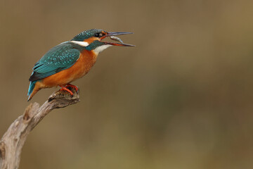 Juvenile or adult female common kingfisher (alcedo atthis) carrying a small fish in its beak