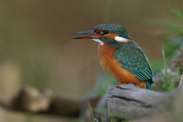 Juvenile or adult female common kingfisher (alcedo atthis) open its beak