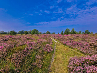 Summer landscape Ballo&euml;rveld with flowering heather and unpaved walking path to infinity with some birch trees and oak trees on the horizon against a blue sky with light cloud cover