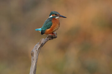 Juvenile or adult female common kingfisher (alcedo atthis) perching on a branch