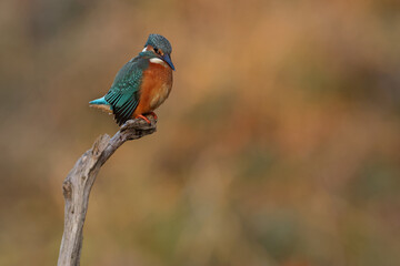 Obraz premium Juvenile or adult female common kingfisher (alcedo atthis) perching on a branch