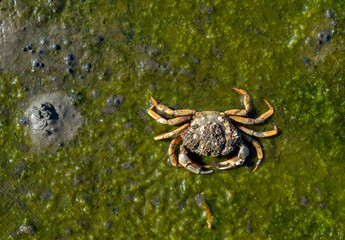 Beach Crab or Green Crab resp.Carcinus maenas while low Tide in Wattenmeer National Park, North Sea,North Frisia,Germany