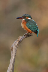 Juvenile or adult female common kingfisher (alcedo atthis) perching on a branch