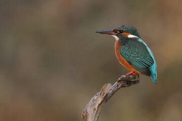 Juvenile or adult female common kingfisher (alcedo atthis) perching on a branch