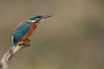 Juvenile or adult female common kingfisher (alcedo atthis) open its beak
