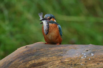Juvenile or adult female common kingfisher (alcedo atthis) carrying a small trout in its beak