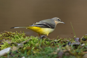 grey wagtail (motacilla cinerea) in winter plumage