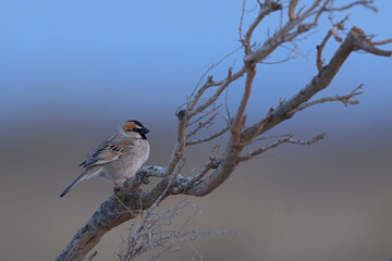 adult male saxaul sparrow (passer ammodendri) perching on trunk in the southern mongolian desert govi