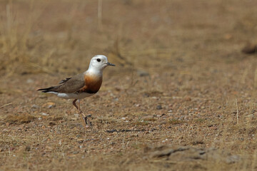 Adult male oriental plover (charadrius veredus) in the mongolian steppe