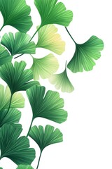 Ginkgo biloba plant leaf closeup view.