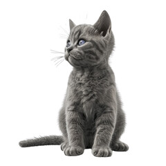 Obraz premium Adorable Kitten Looking Up