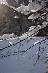 a tree with snow on it and a blue sky in the background