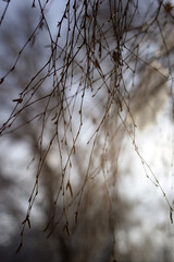 a tree with snow on it and a blue sky in the background