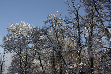 Fototapeta premium a tree with snow on it and a blue sky in the background