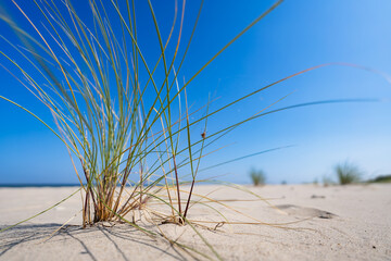 Close-up of beautiful white sand on beach on sunny cloudless day. Grass growing on beach. Dune vegetation. Postcard from nature. Summertime on beach