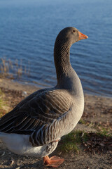 A male of domestic goose on the shore.