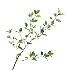 Fototapeta premium Green Branch with Leaves