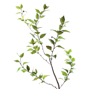 Green Branch with Leaves