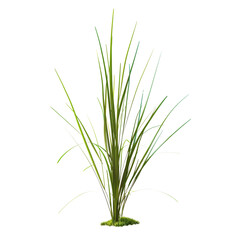 Fototapeta premium Green Grass Plant on White Background