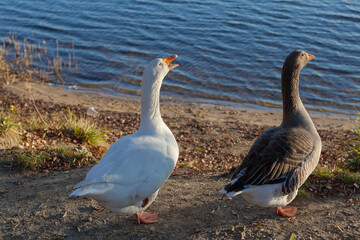 A pair of domestic goose on the beach.