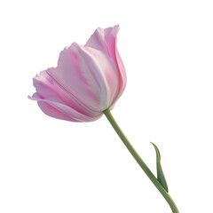 Fototapeta premium Delicate Pink Tulip Flower