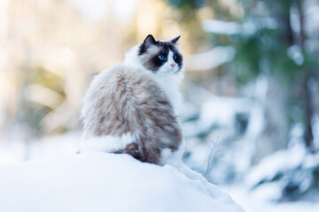 A beautiful ragdoll cat in the snow in Sweden.