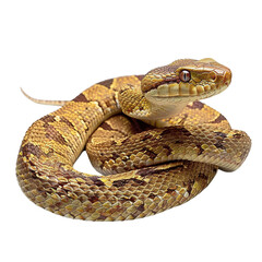 Obraz premium Close-up of a Brown Snake