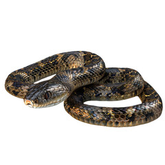 Obraz premium Close-up of a Snake with Detailed Scales