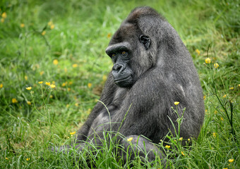 A close up of a Western Lowland Gorilla
