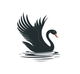 Fototapeta premium black swan with wings spread on a water surface on a white background