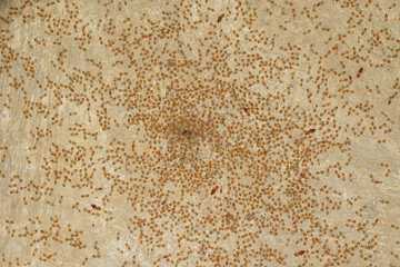 Termites are small insects that live and nest underground. Termites come out of their nests, swarms of termites