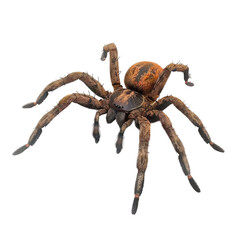 Close-up of a Huntsman Spider