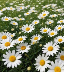 Obraz premium A lush field of white and yellow daisies swaying gently in the breeze , serene, nature