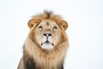 Fototapeta premium Studio photo of a lion isolated against a white background. Wildlife and conservation concept, space for copy.