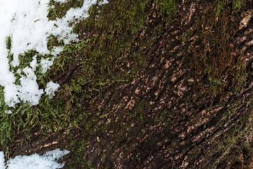 Green moss contrasts with fresh white snow on the bark of a tree in a winter forest.