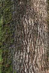 Green moss contrasts with fresh white snow on the bark of a tree in a winter forest.