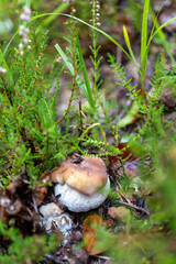 Cèpes de Bordeaux cueillette champignons d'automne dans les Vosges en forêt