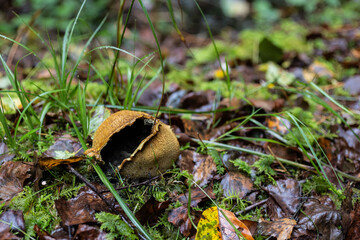 Vieille vesse-de-loup champignon ouvert dans la forêt