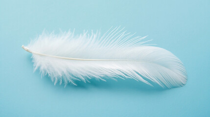 Delicate white feather floating gently on a color background.