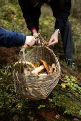 Panier en osier avec la récolte d'une cueillette de champignons dans la forêt
