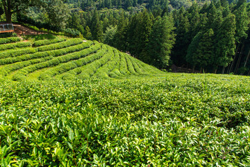 green tea farm on the mountain